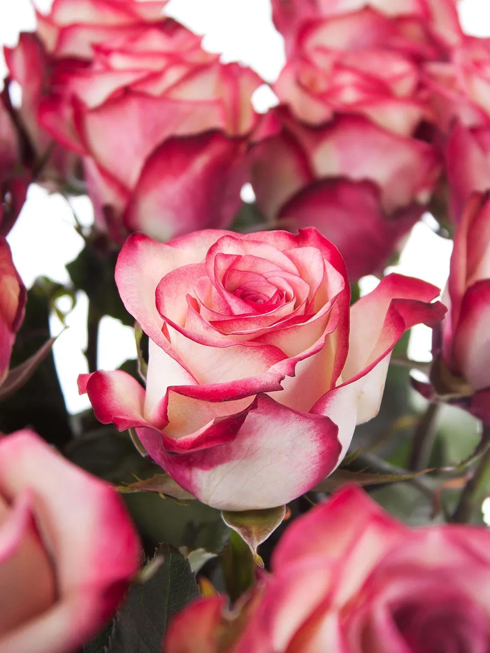 blumigo-rosen-paloma-rose-pink-wei-frische-schnittblume image 1