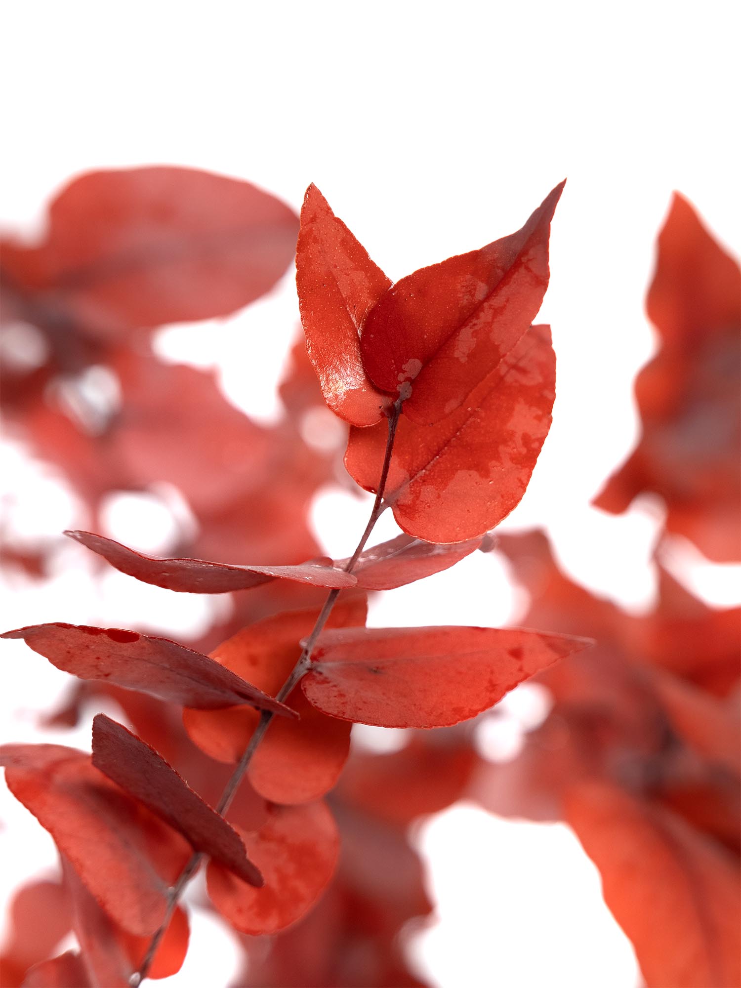 blumigo-trockenblumen-eukalyptus-stuartiana-orange-konserviert image 1