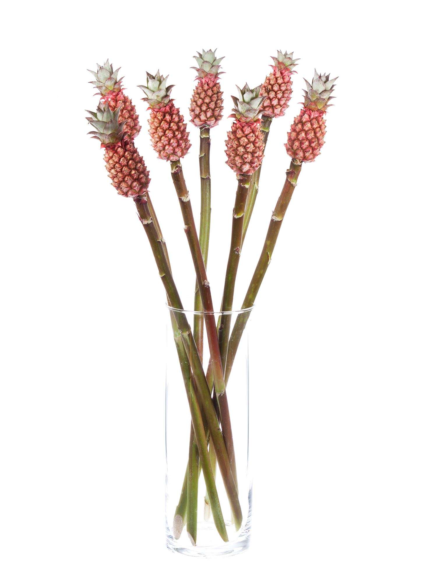 blumigo-herbstdeko-baby-zierananas-pflanze-rot-pink image 2