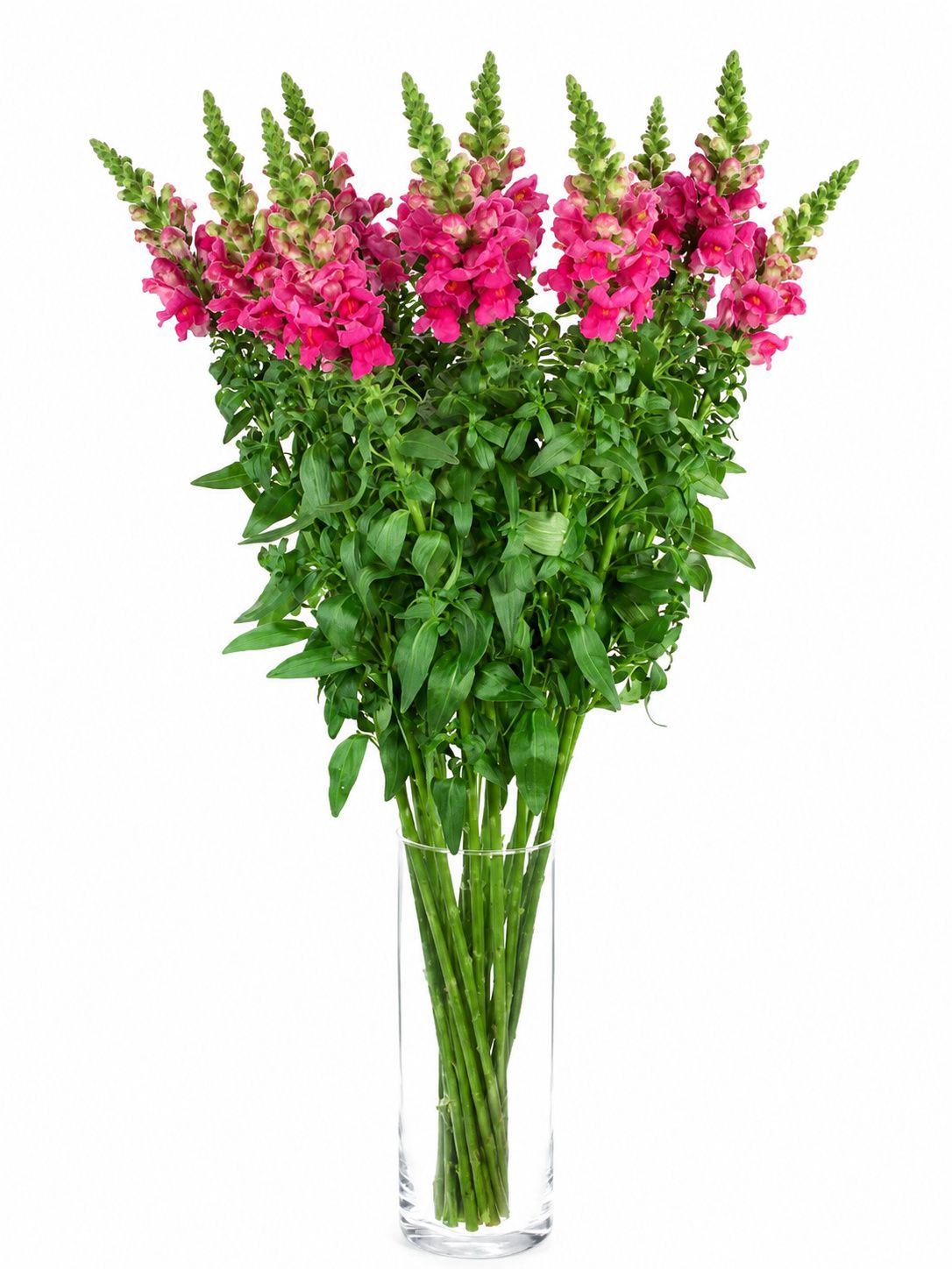 blumigo-rosen-l-wenm-ulchen-avignon-cherry-rose-pink image 2