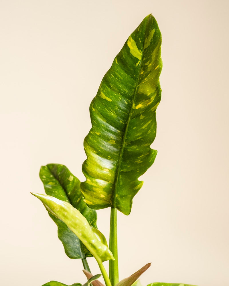 feey-variado-philodendron-ring-of-fire-zimmerpflanze-panaschiert image 2