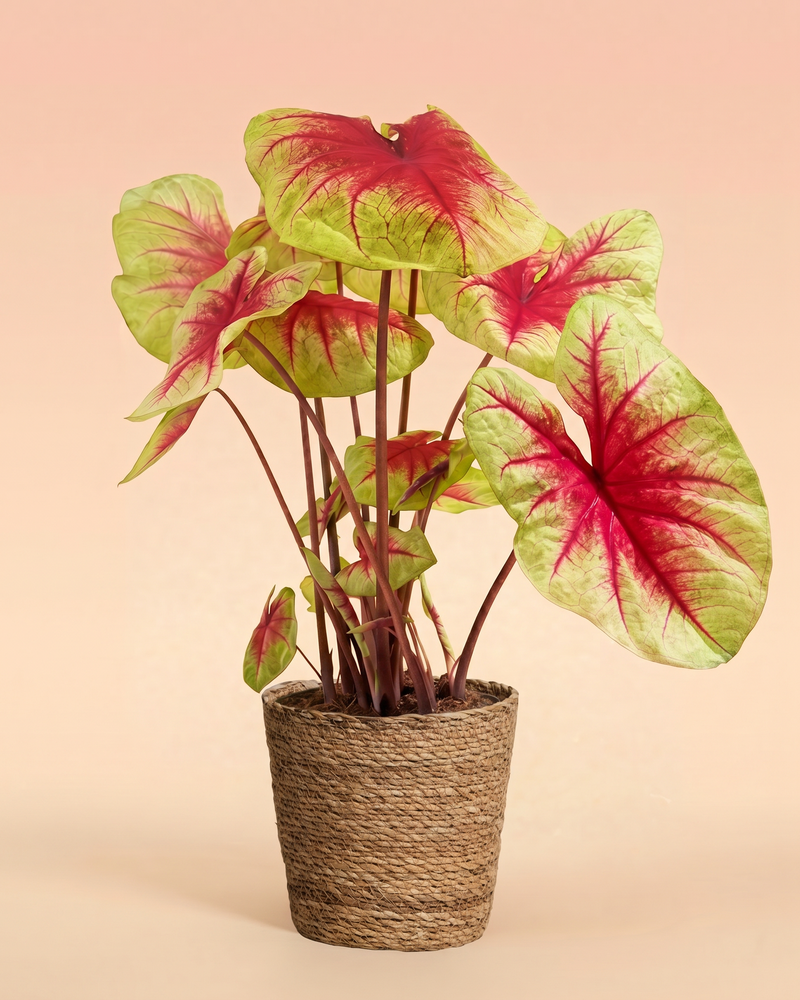 feey-variado-caladium-lemon-blush-zimmerpflanze-ohne-bertopf image 7