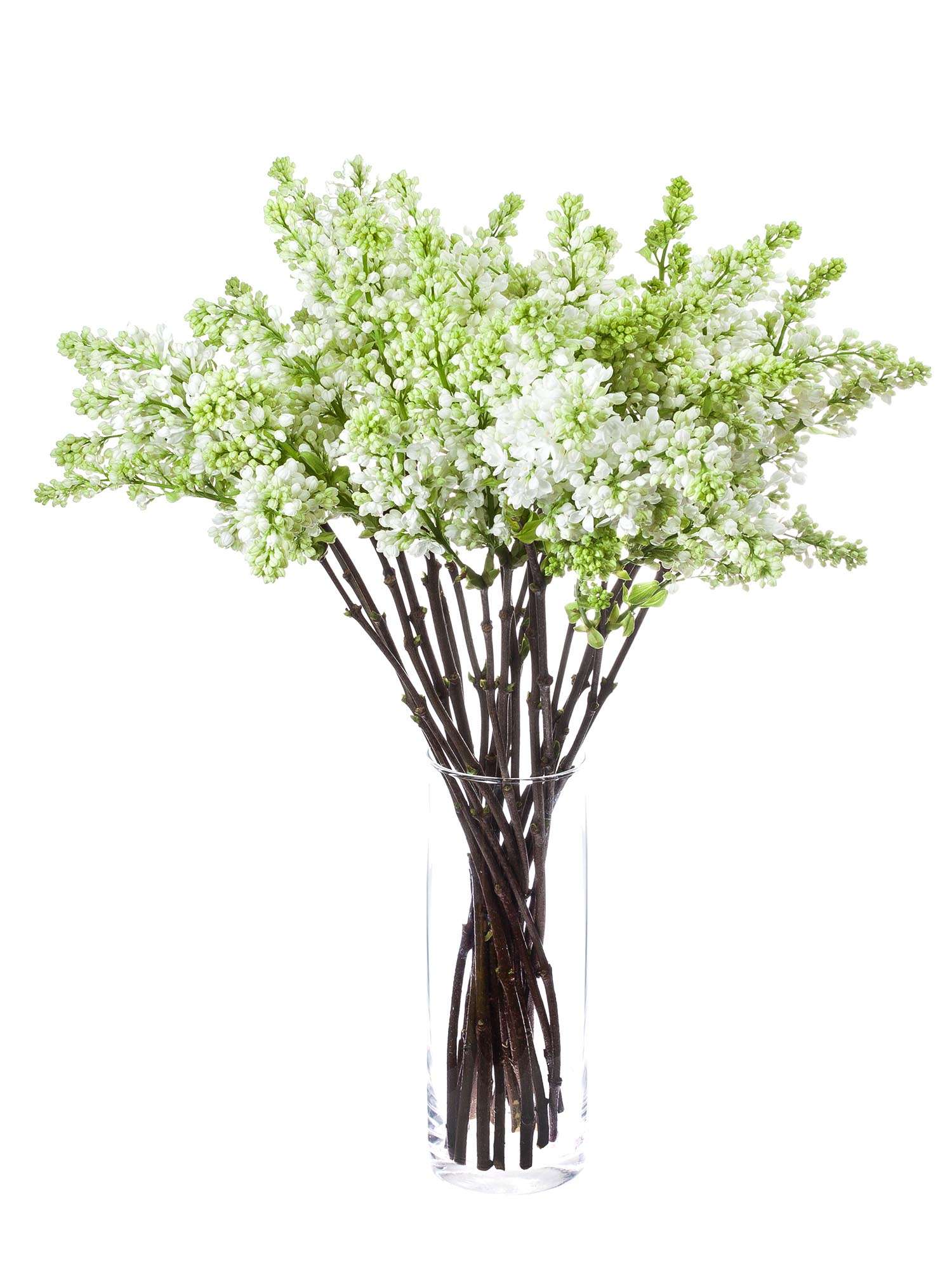 blumigo-zweige-flieder-florent-stepman-wei-schnittblume image 2