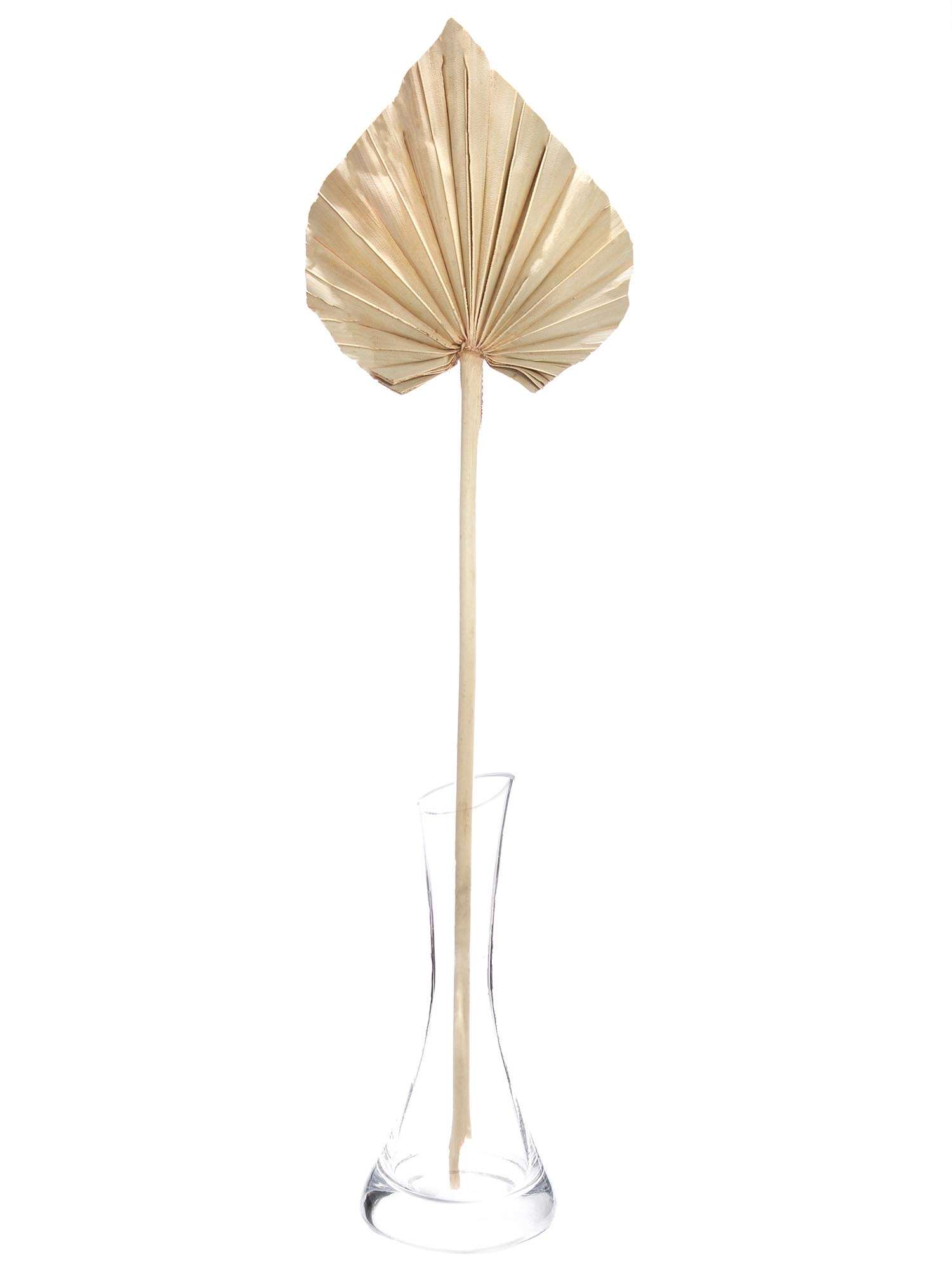 blumigo-palm-spear-trockenblume-natur-einzelstiel image 5