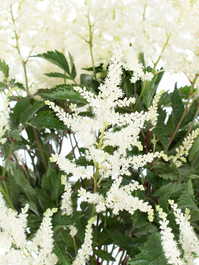 blumigo-washington-astilben-bindegr-n-wei image 1