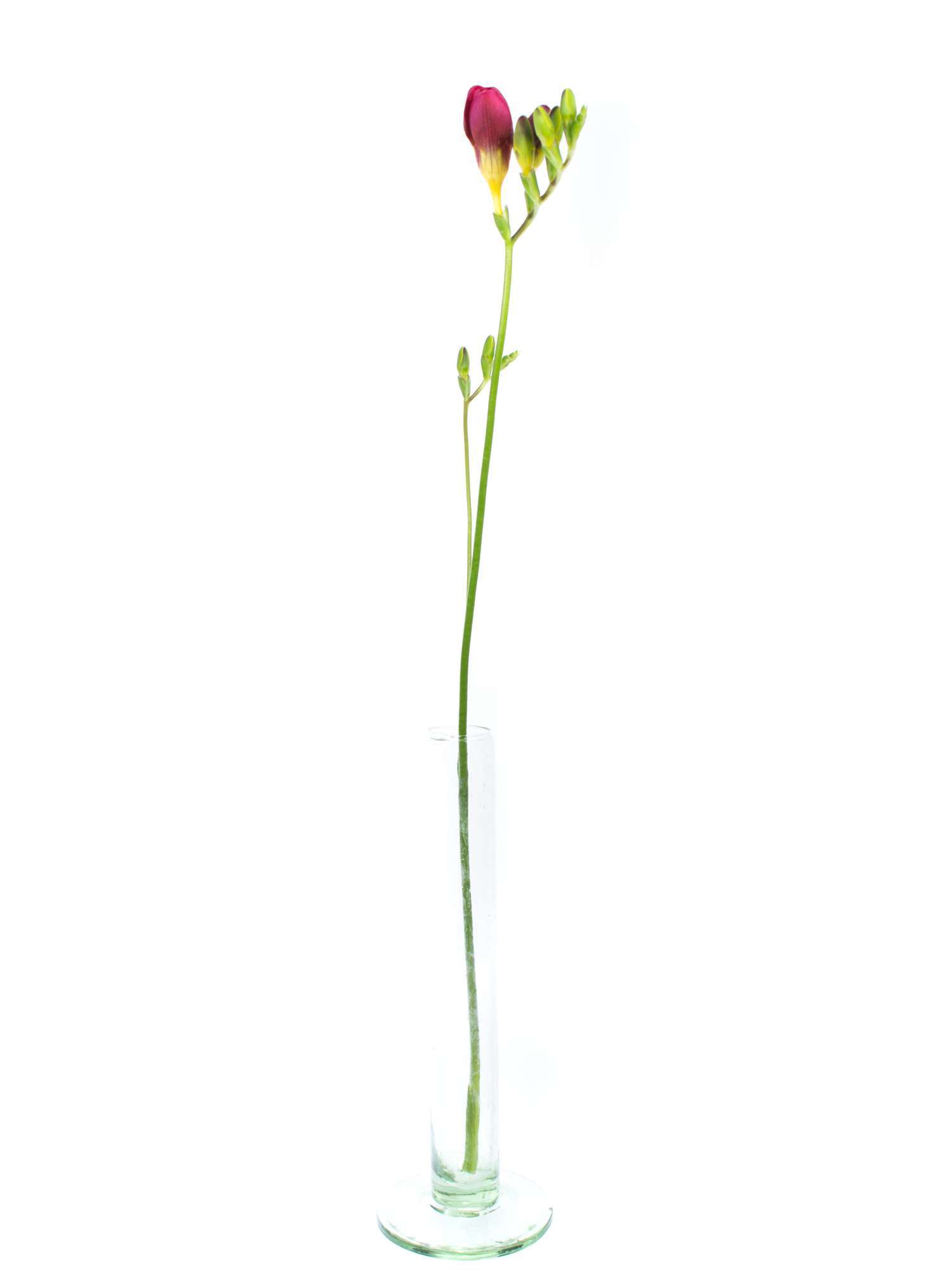 blumigo-freesien-longbeach-vera-schnittblume-duftend image 3