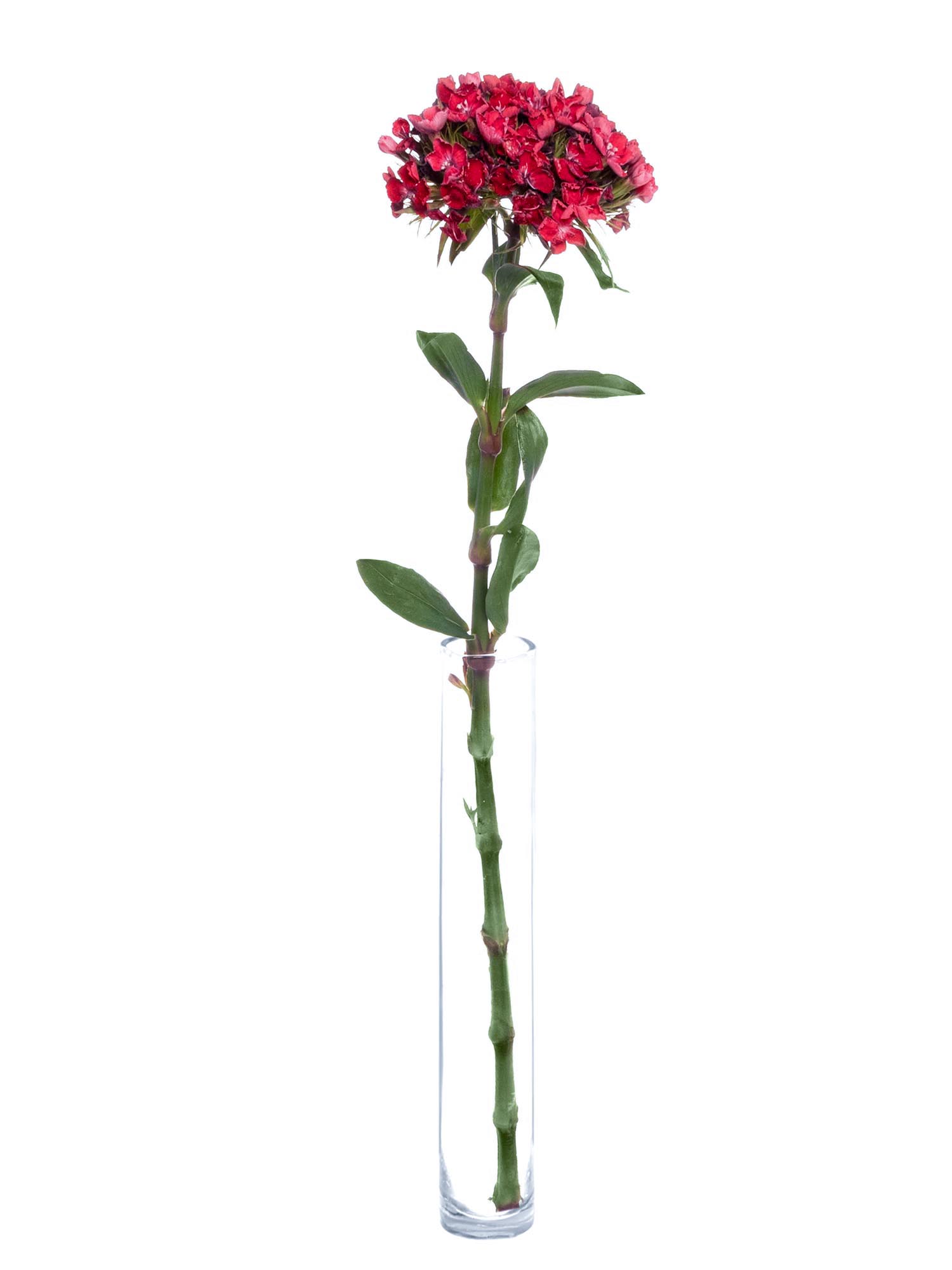 blumigo-nelken-aldo-red-schnittnelken-rot image 3