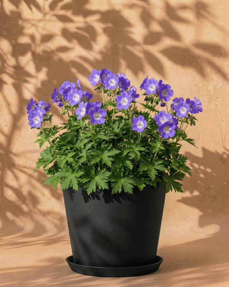 feey-amsterdam-geranium-blau-staude-2-rhizome-zum-eingraben image 7