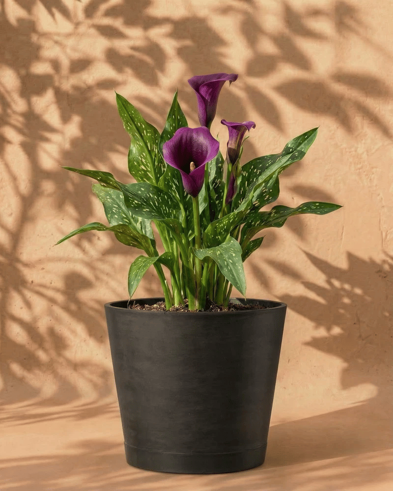 feey-amsterdam-calla-blumenzwiebeln-violett-3-stk-sommerbl-te image 6