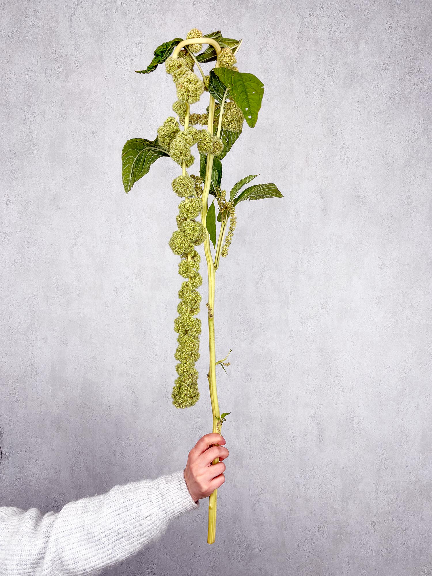 blumigo-blattwerk-und-bindegr-n-amaranthus-cyclop-gr-n-h-ngend image 1