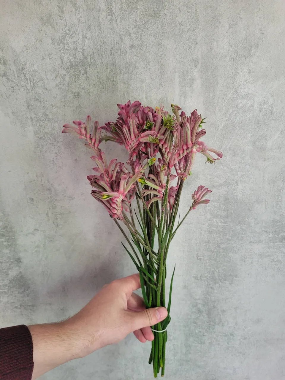blumigo-anigozanthos-blush-pearl-k-ngurupfote-pink image 1