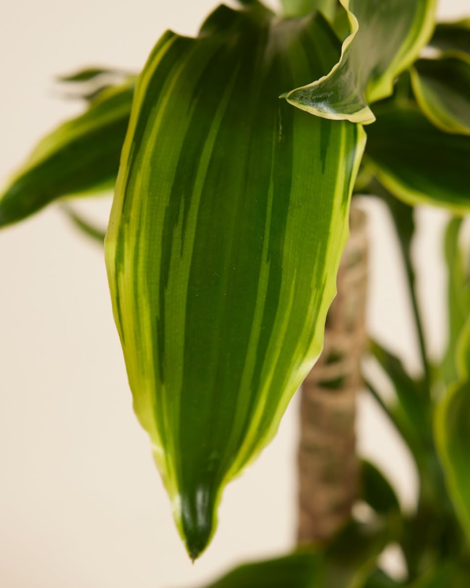 plnts-rareplnts-dracaena-goldencoast-zimmerpflanze-60-cm image 5