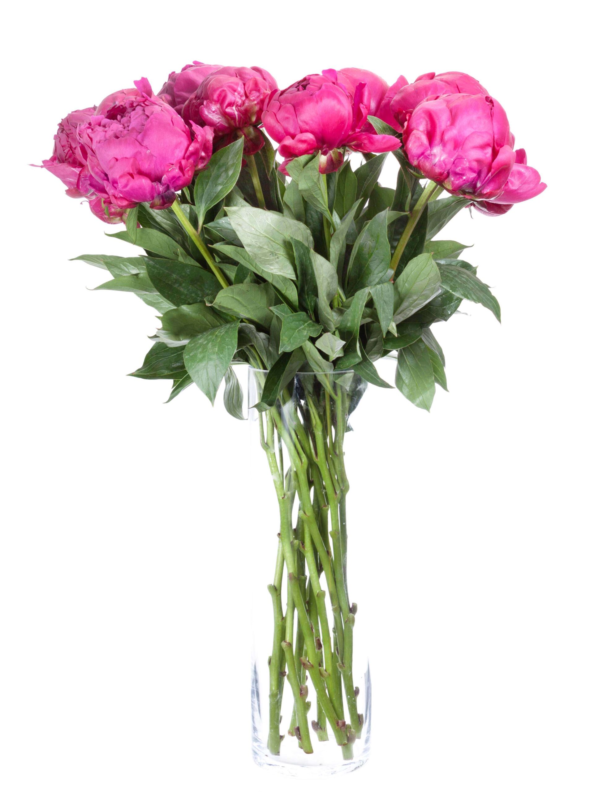 blumigo-pfingstrosen-avis-varner-schnittblume-pink image 2