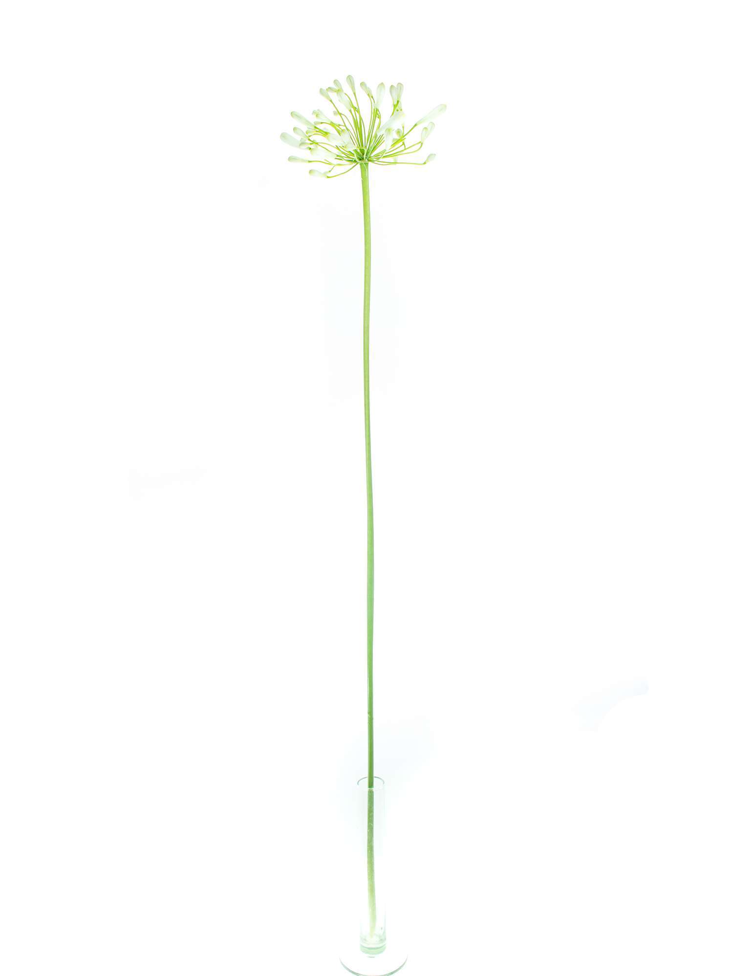 blumigo-blattwerk-agapanthus-polar-ice-bindegr-n-wei image 2