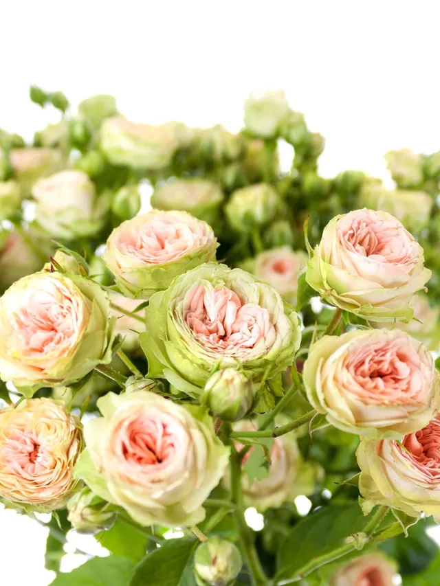 blumigo-rosen-pretty-pepita-rose-creme-apricot image 1