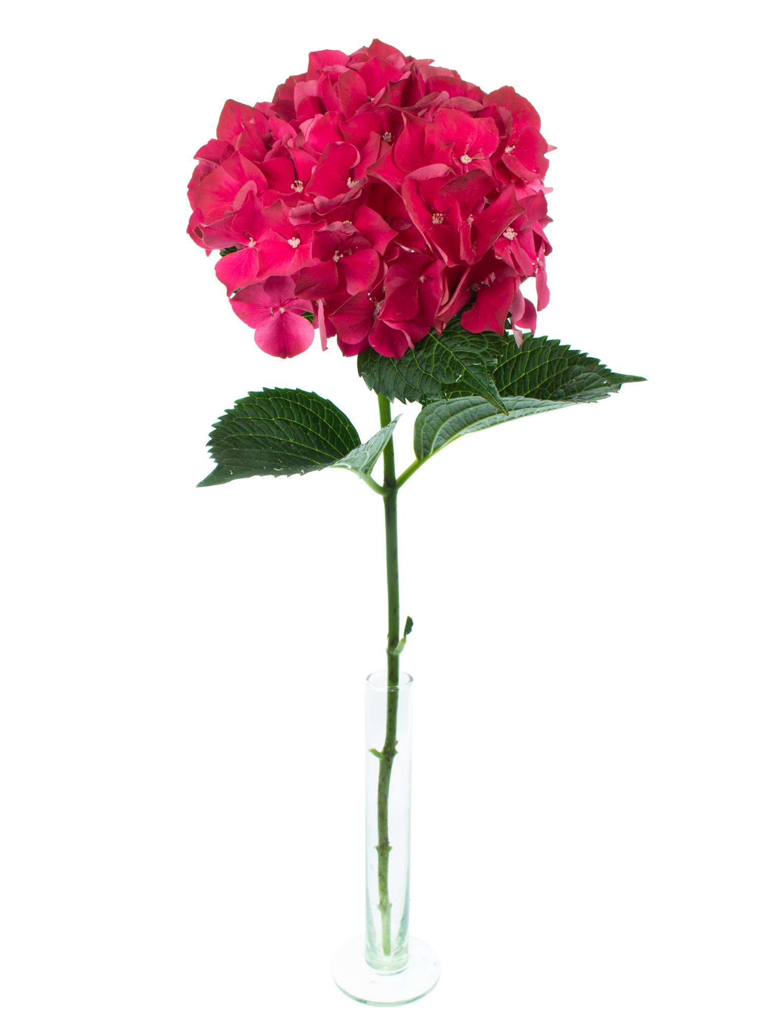 blumigo-hortensien-magical-ruby-red-schnittblume-rot image 2