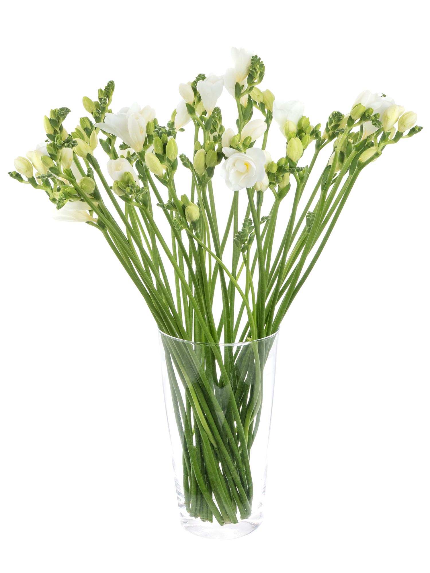blumigo-freesien-volante-schnittblumen-wei-duftend image 4