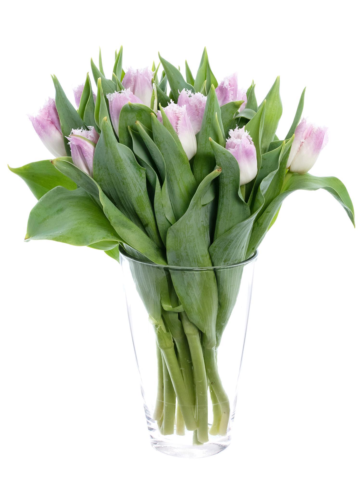 blumigo-tulpen-oviedo-gefranste-tulpen-wei-rosa-8-tage-frisch image 2