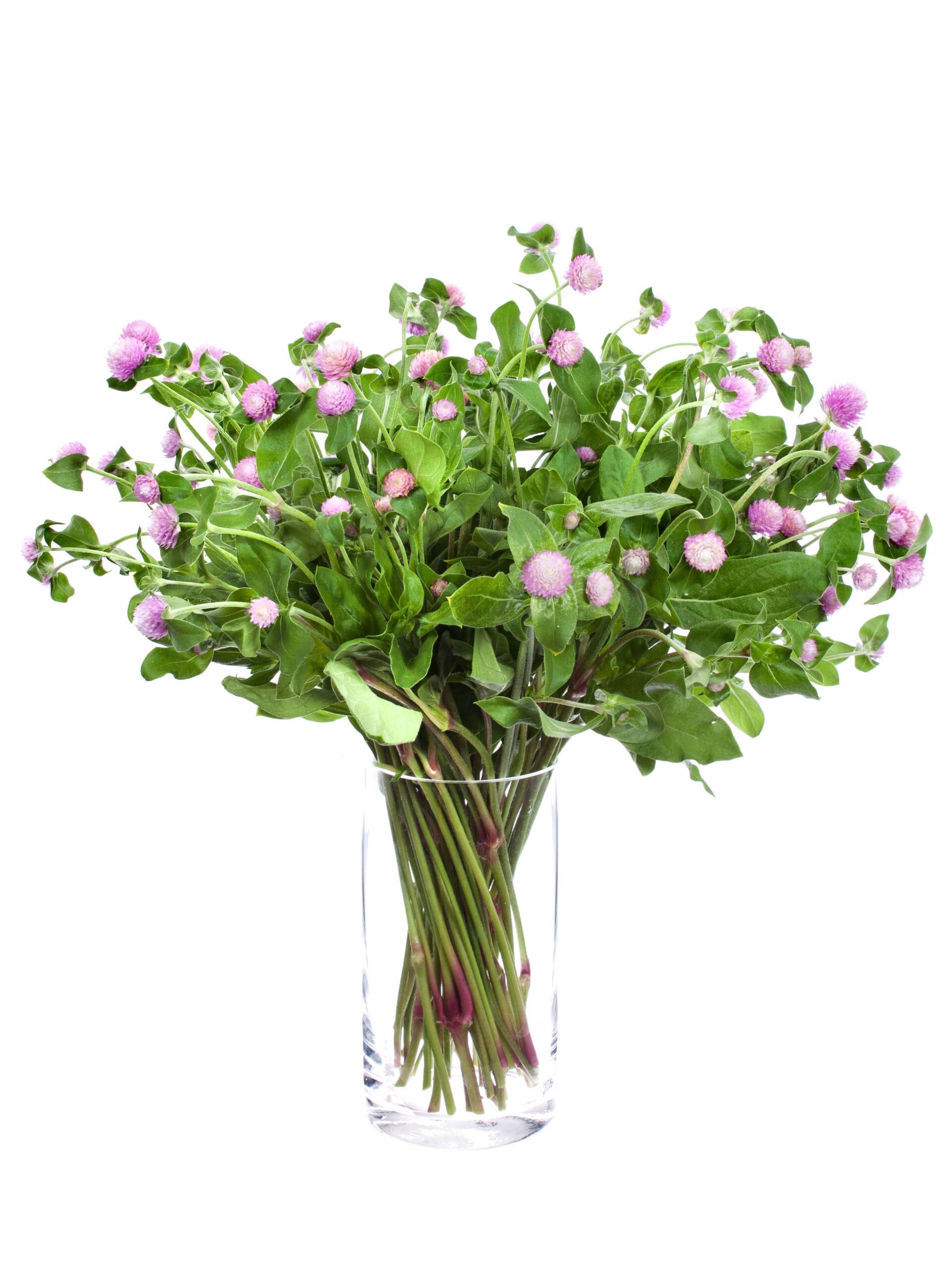 blumigo-gomphrena-kugelamarant-rosa-schnittblume-stiel image 2