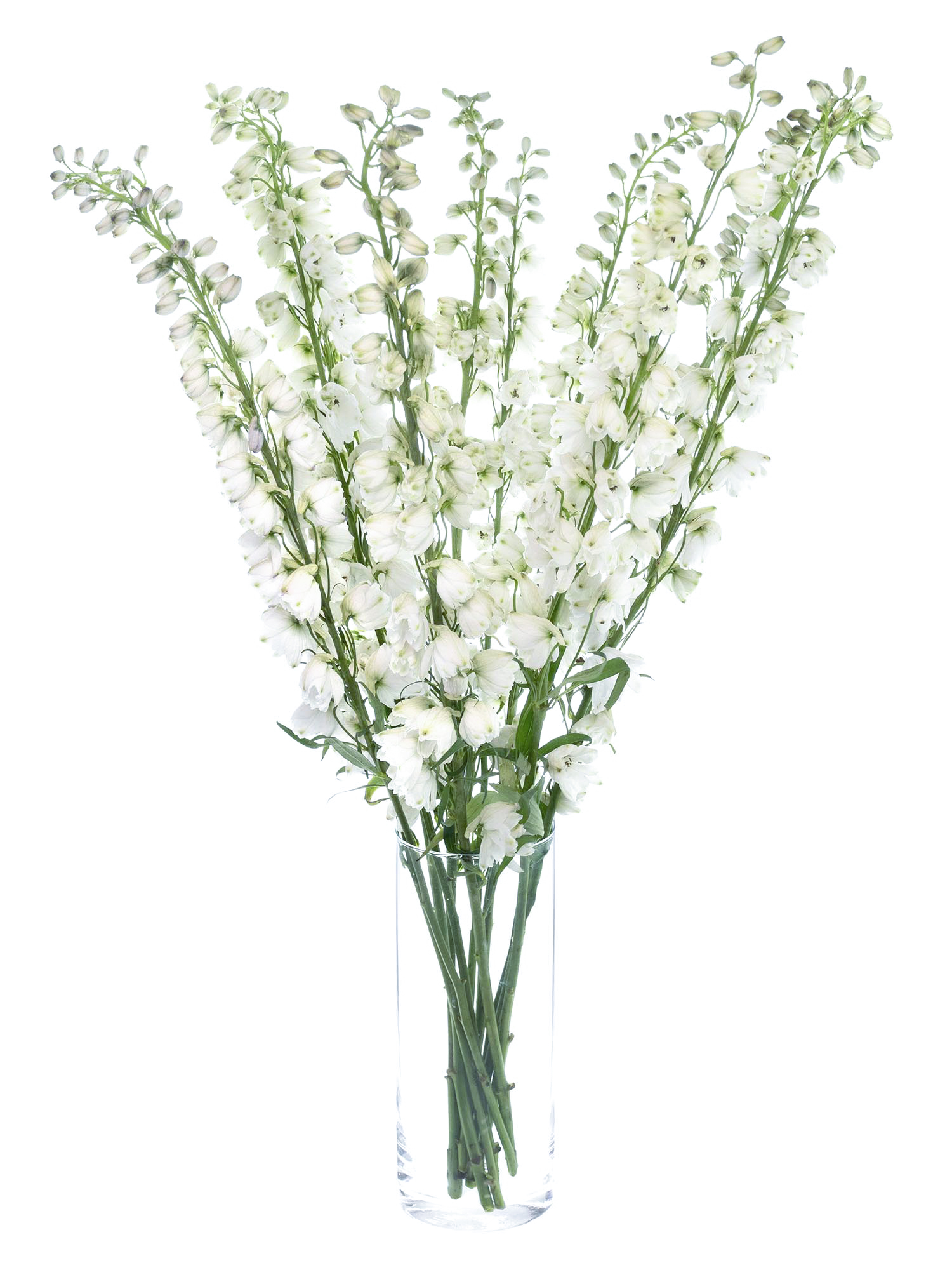 blumigo-l-wenm-ulchen-rittersporn-guardian-white-schnittblume-wei image 5