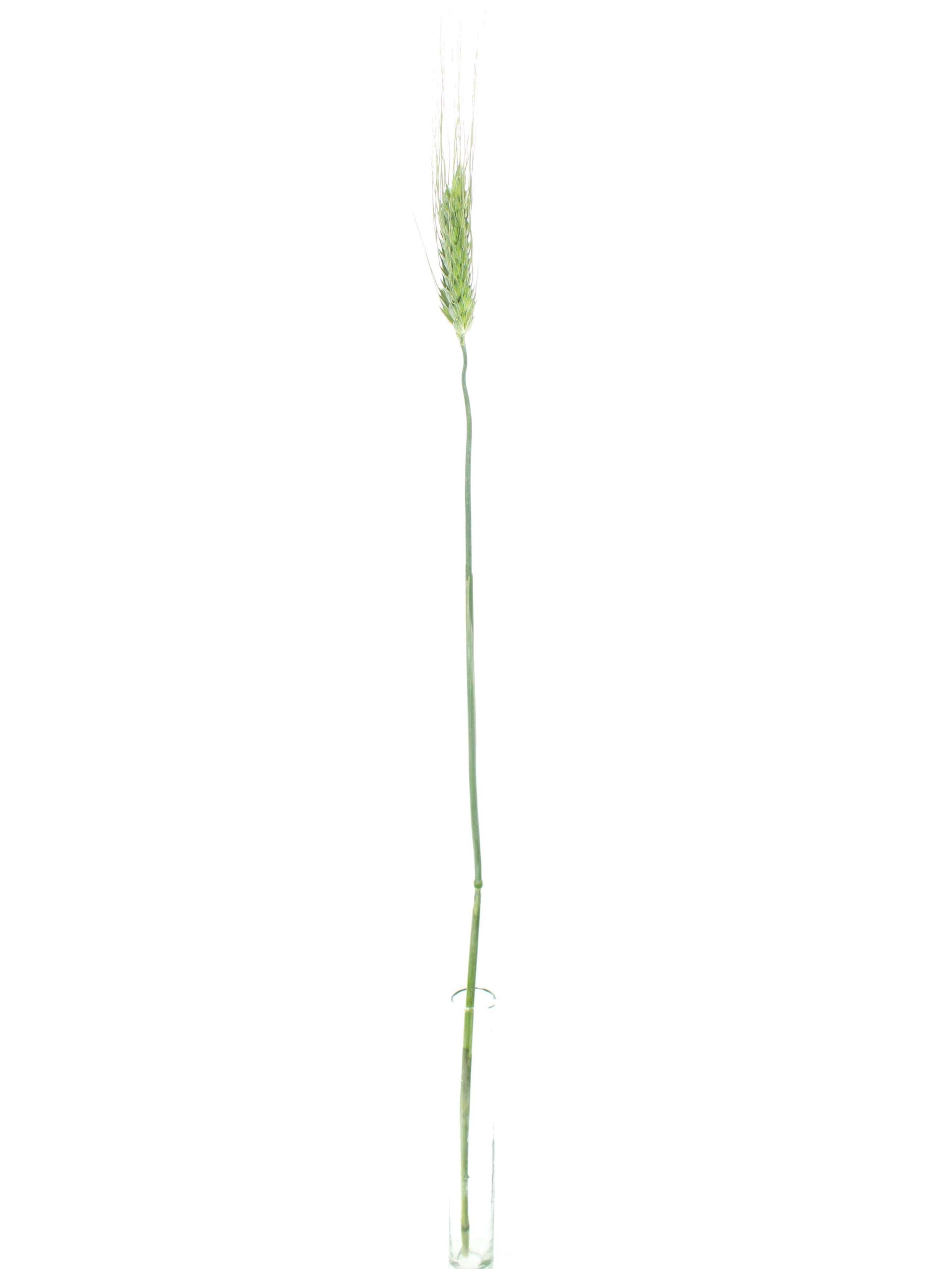 blumigo-blattwerk-weizen-hren-triticum-gr-n image 3