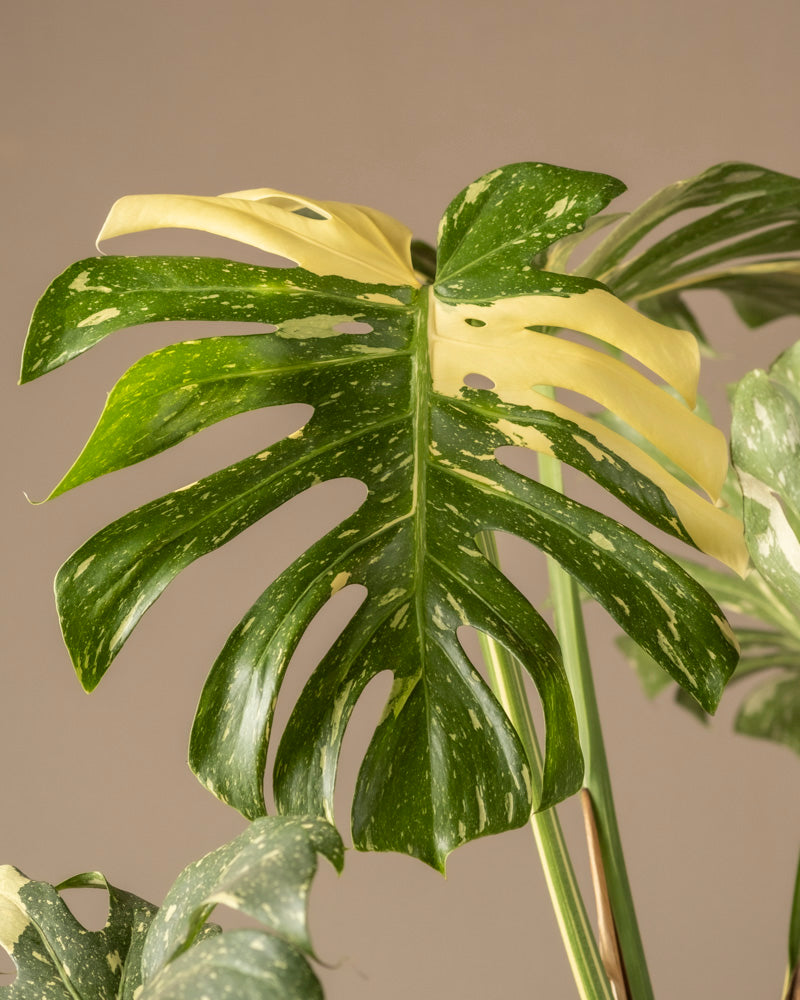 feey-variado-monstera-thai-constellation-zimmerpflanze-ohne-bertopf image 2