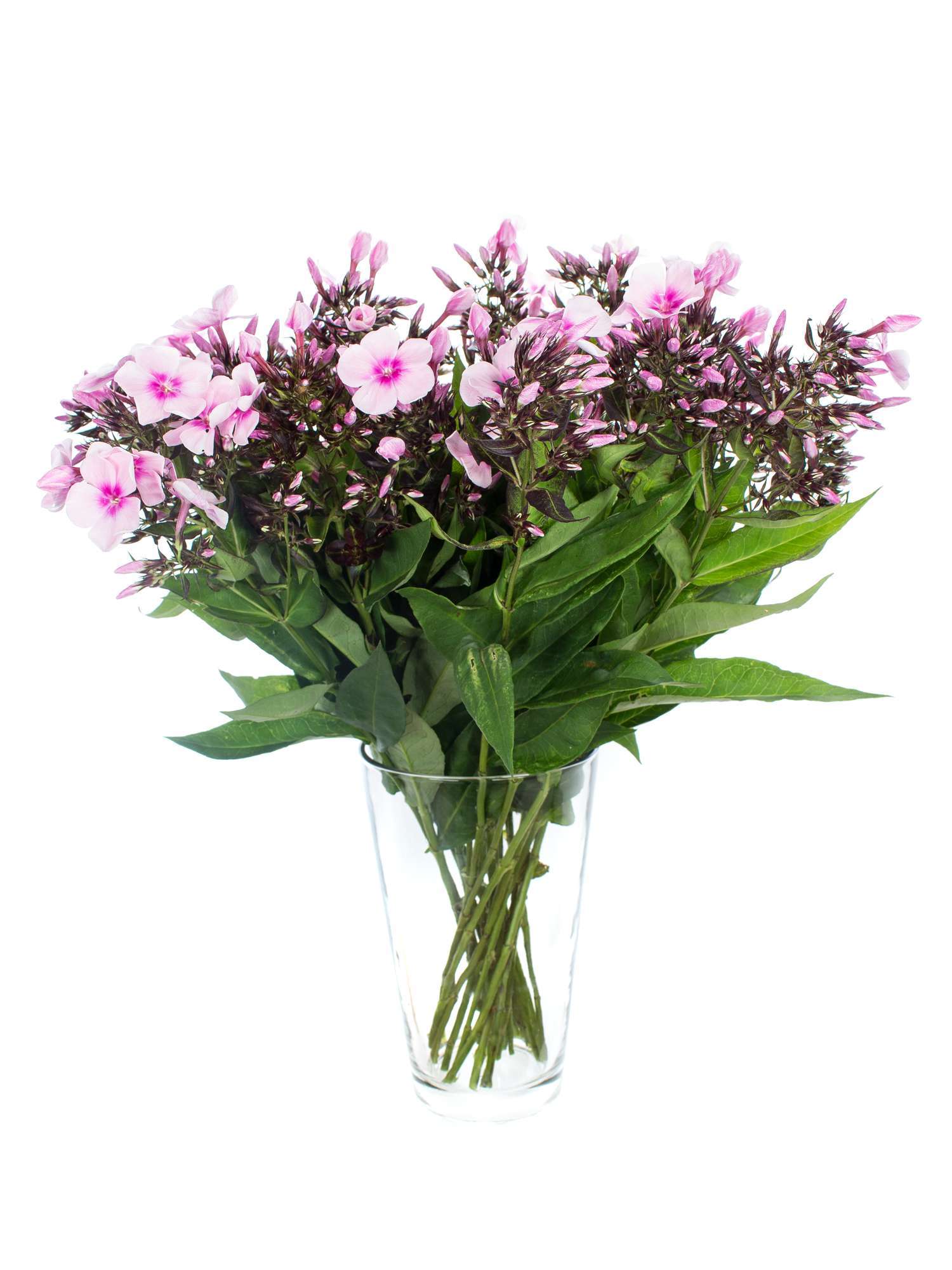 blumigo-phlox-flammenblume-schnittblume-rosa-duft image 2