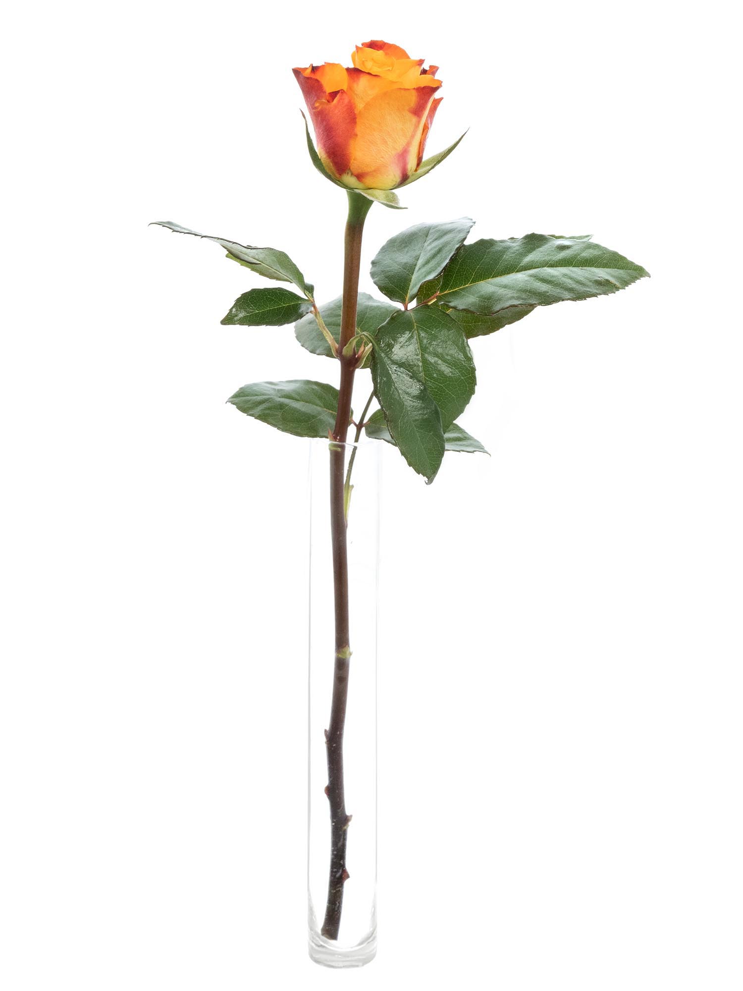 blumigo-rosen-mariyo-rose-orange-gro-bl-tig image 3