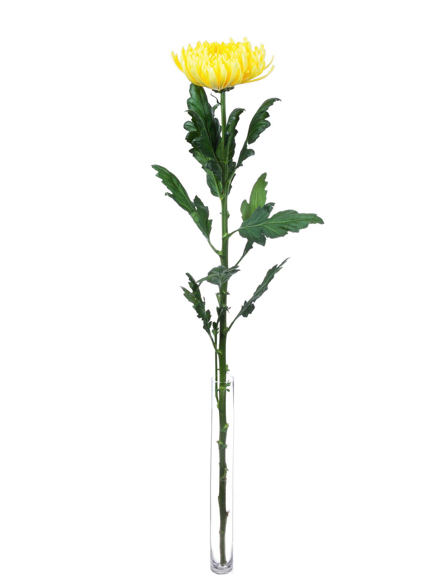 blumigo-chrysanthemen-pjotr-schnittblume-gelb image 3