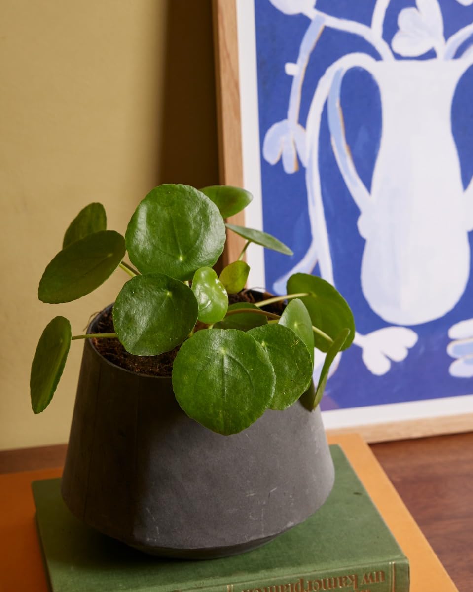 plnts-pilea-peperomioides-ufopflanze-20-cm-im-12-cm-topf image 2
