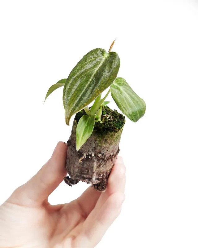 plnts-baby-philodendron-melanochrysum-zimmerpflanze-10cm image 1