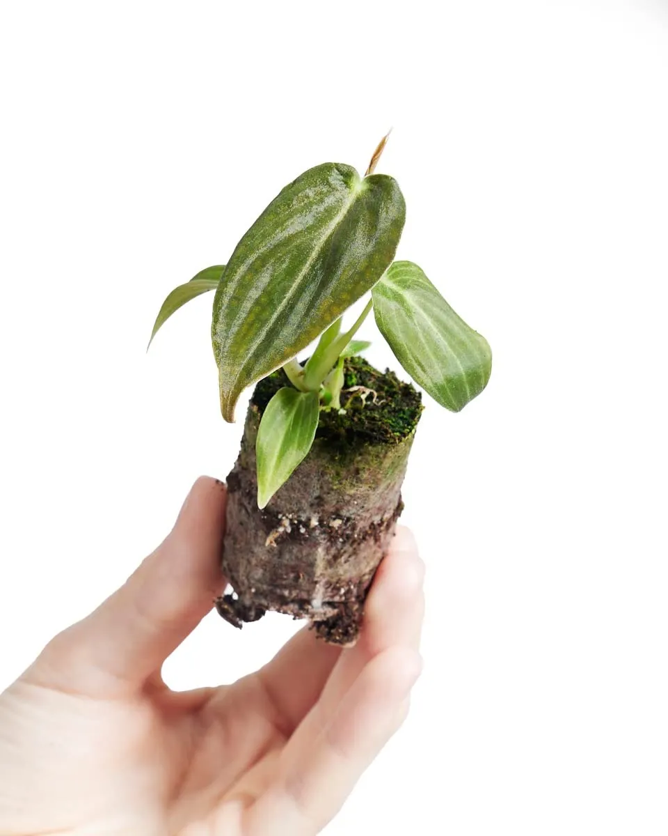 plnts-baby-philodendron-melanochrysum-zimmerpflanze-10cm image 1