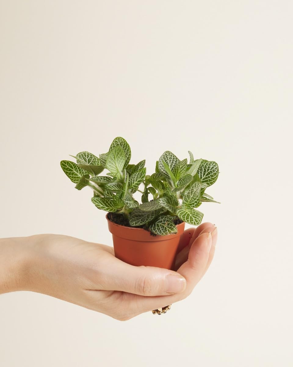 plnts-babyplnts-fittonia-verschaffeltii-10cm-silbernetz image 2