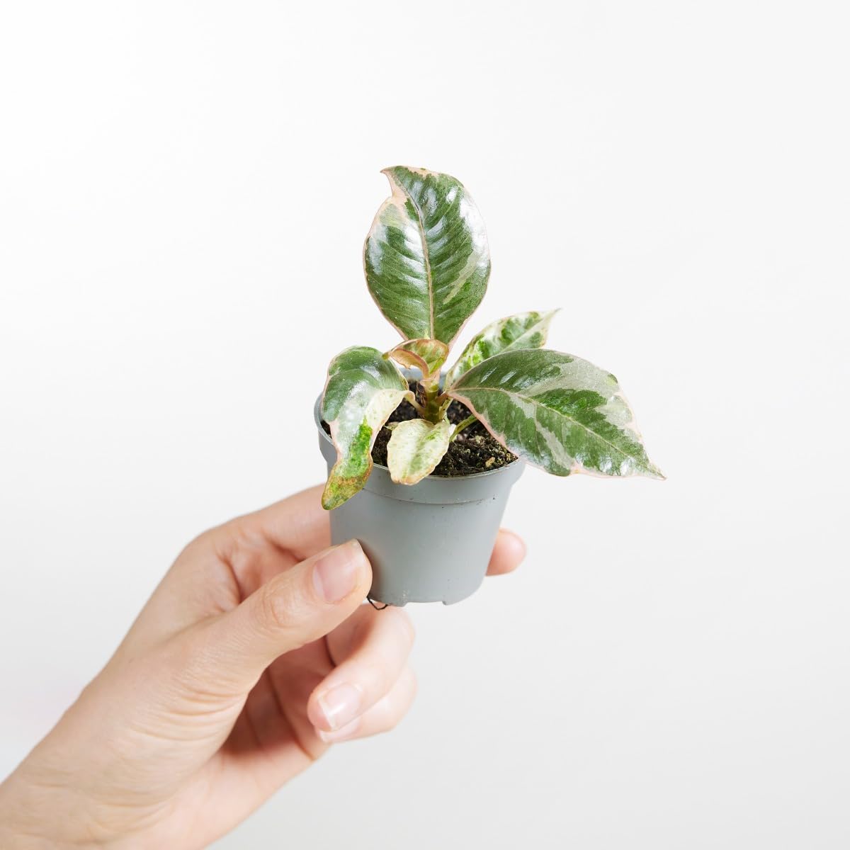 plnts-babyplnts-ficus-shivereana-moonshine-zimmerpflanze-6cm image 6