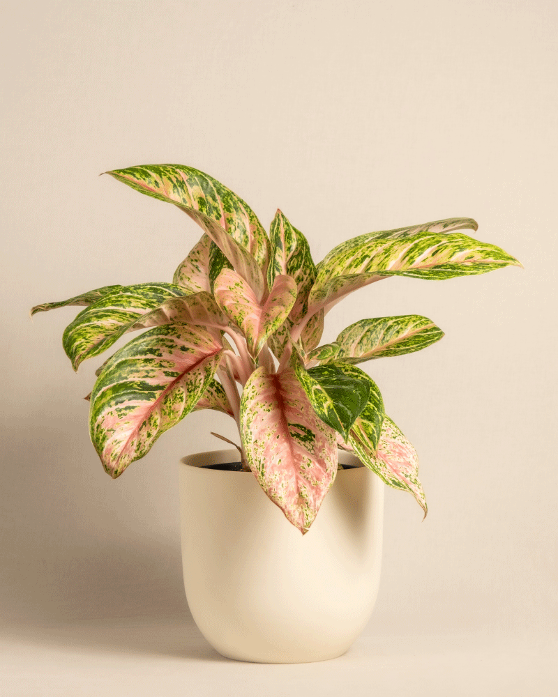 feey-variado-aglaonema-cocomelon-halbschattig image 6