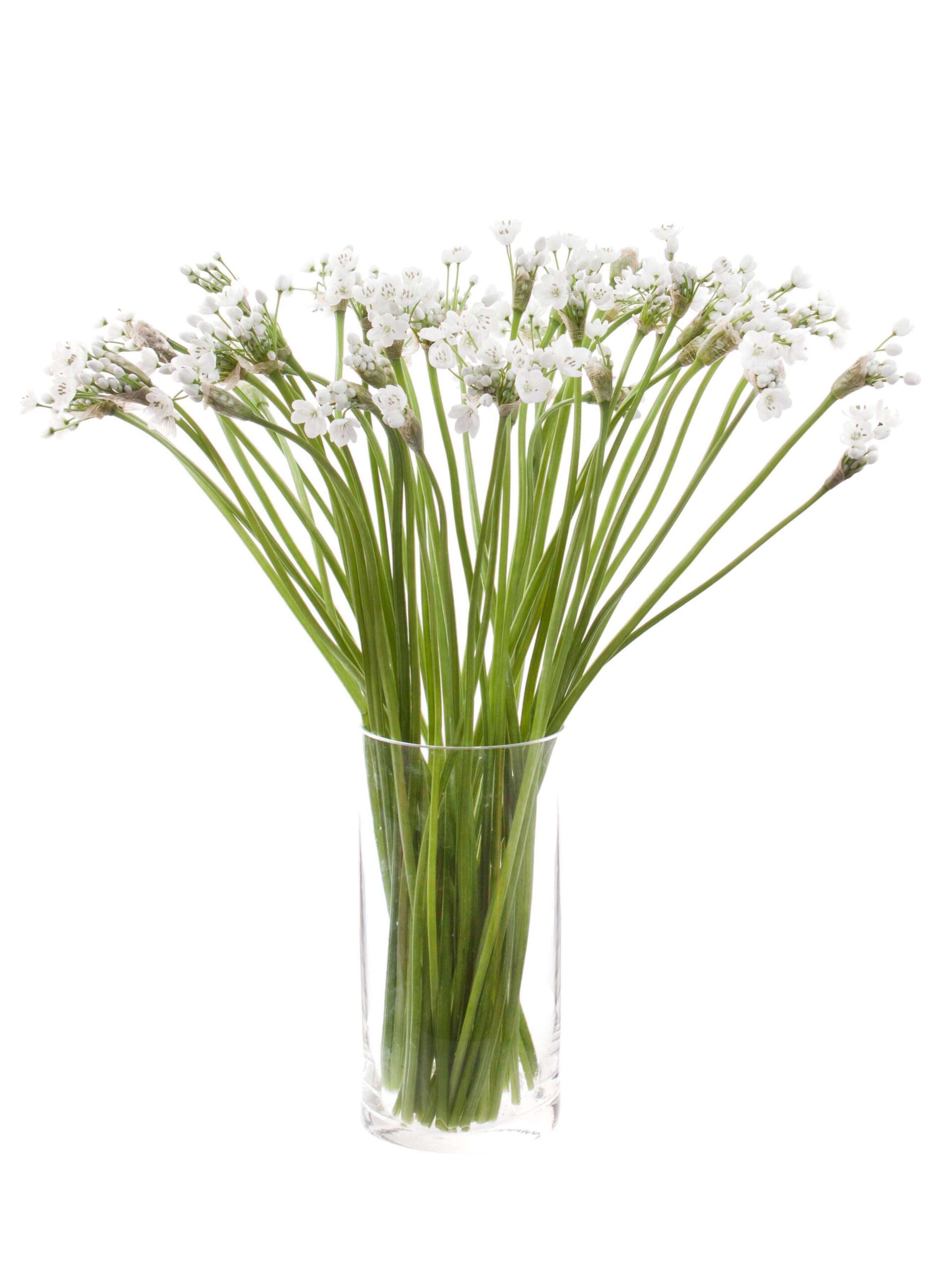 blumigo-fr-hlingsknollen-allium-neopolitanum-wei image 2