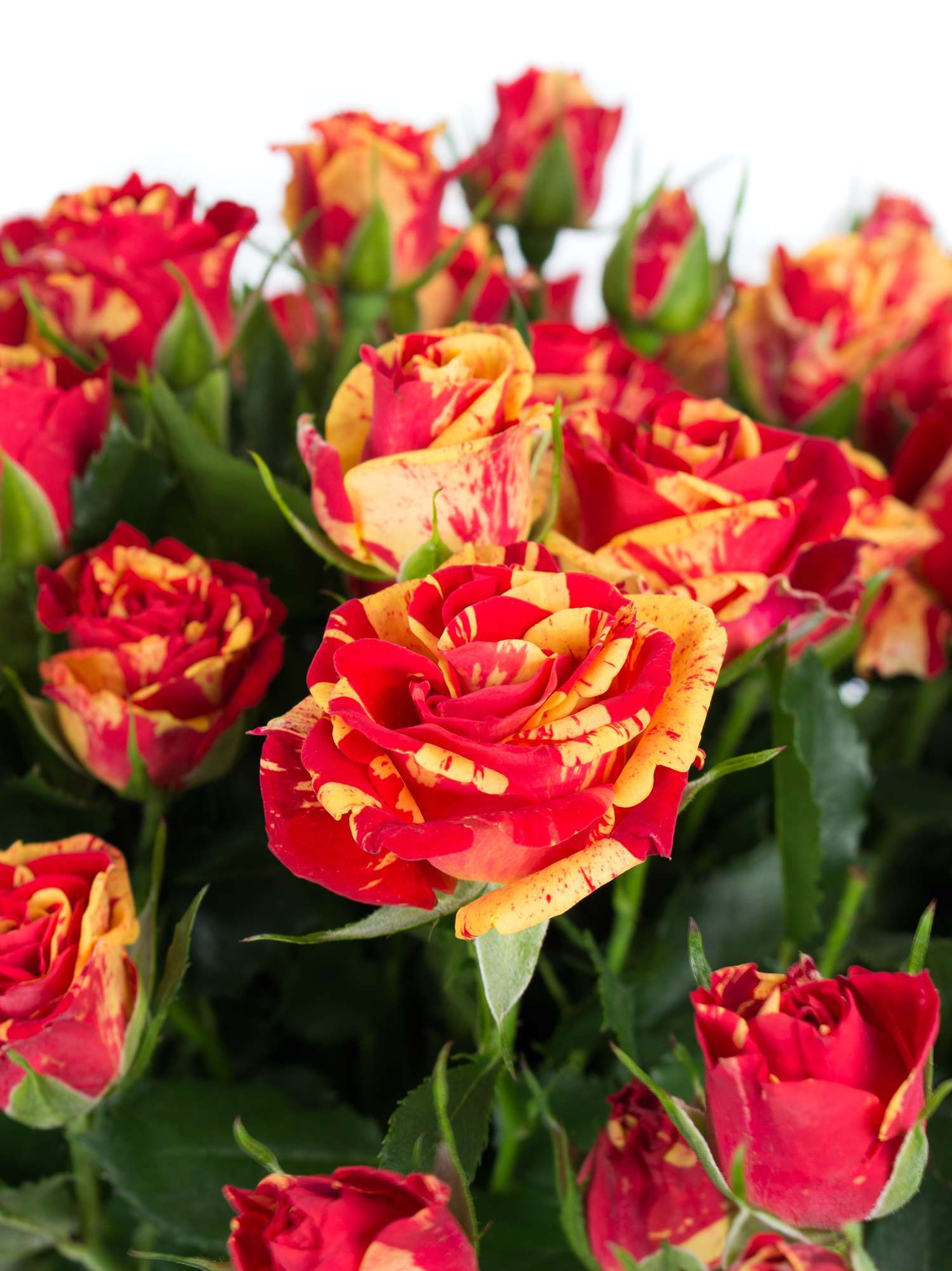 blumigo-rosen-fire-flash-rose-rot-gelb-verzweigt image 1