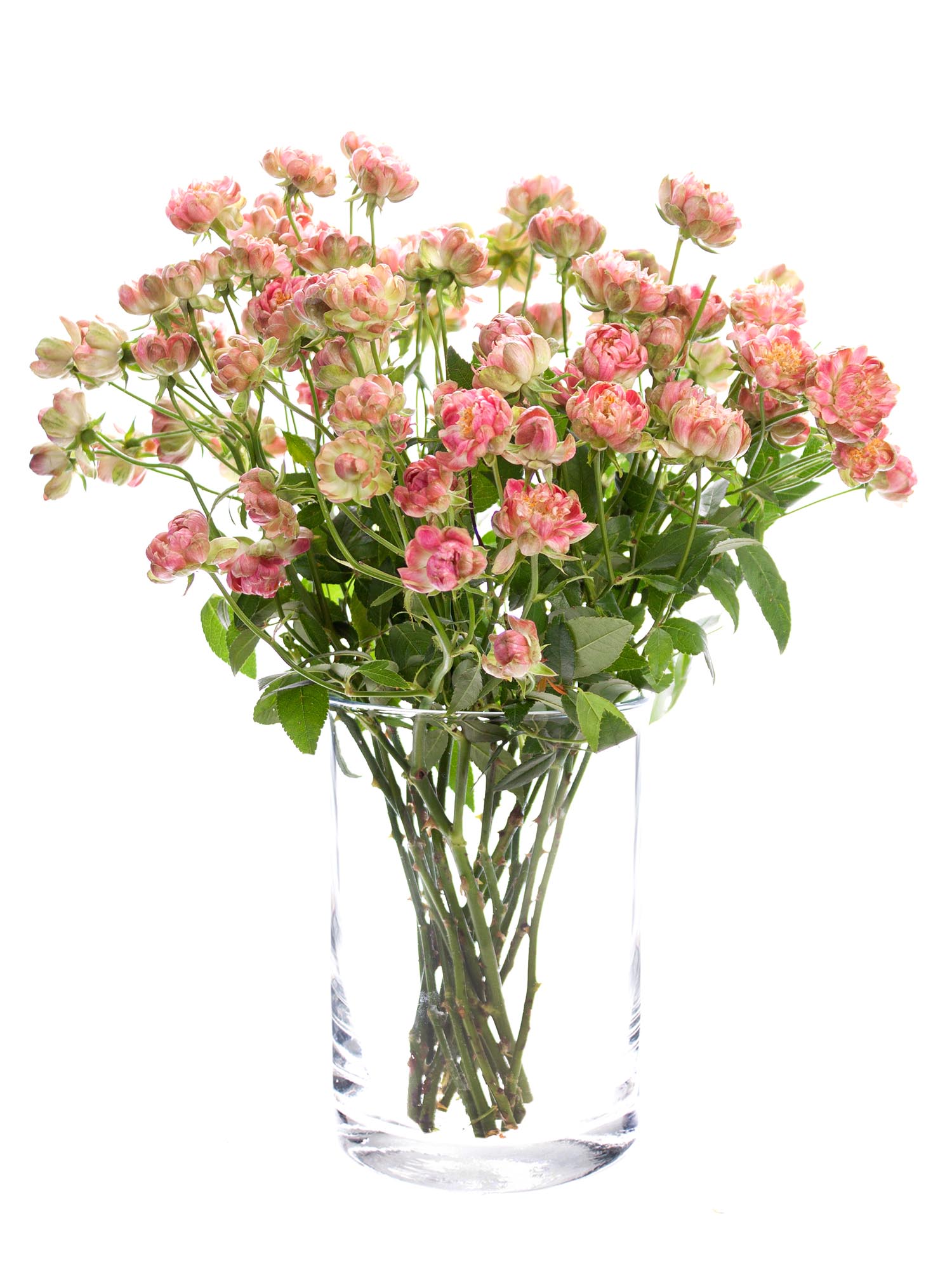 blumigo-wild-radish-rosen-verzweigt-rosa-pink image 2