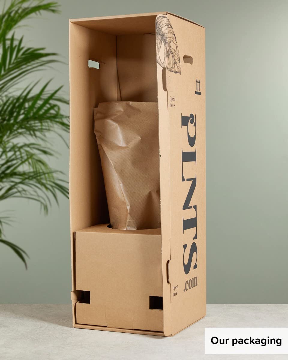 plnts-rareplnts-philodendron-hastatum-zimmerpflanze-60-cm-silber image 6