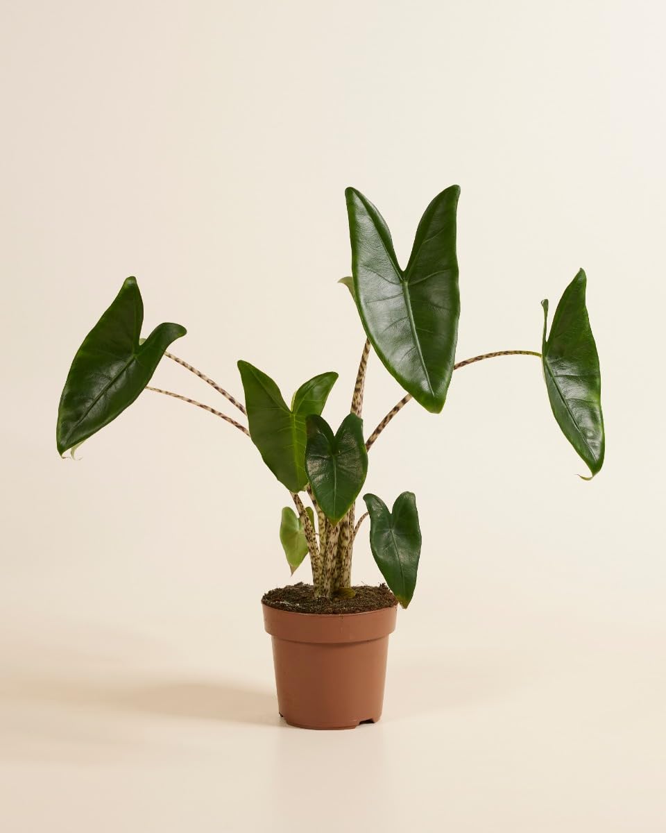 plnts-rareplnts-alocasia-zebrina-zimmerpflanze-65cm-pfeilblatt image 2