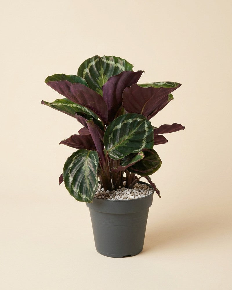 feey-calathea-roseopicta-zimmerpflanze-ohne-bertopf-tierfreundlich image 3