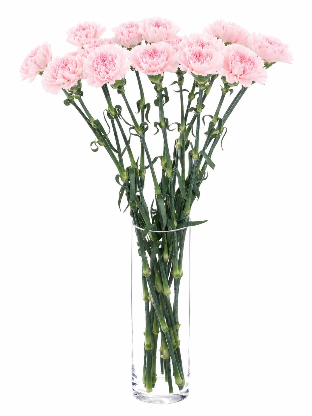 blumigo-edelnelken-mudah-soft-pink-schnittblume-hellrosa image 2