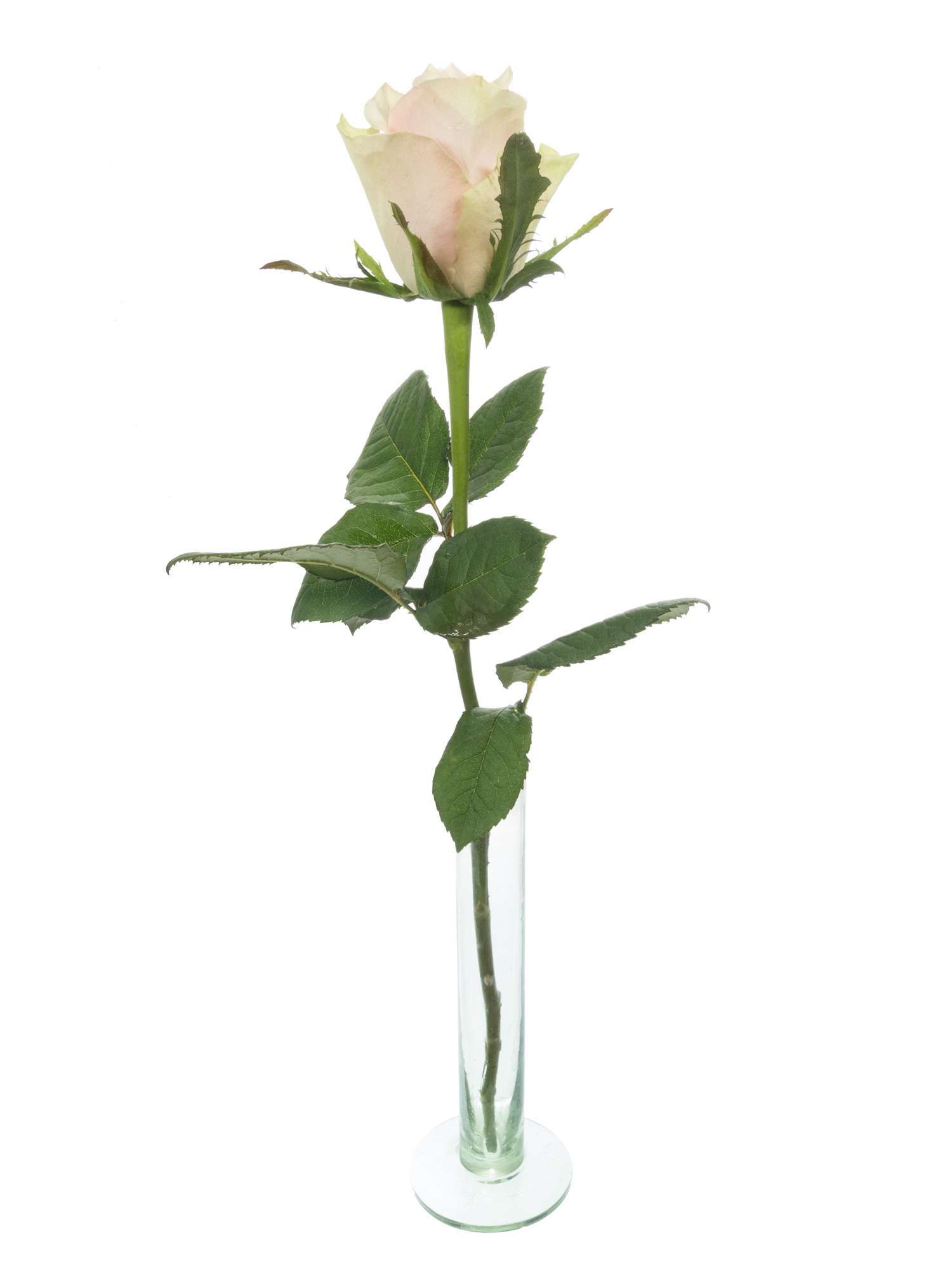 blumigo-rosen-pink-athena-rose-rosa-einzelstiel-frisch image 5