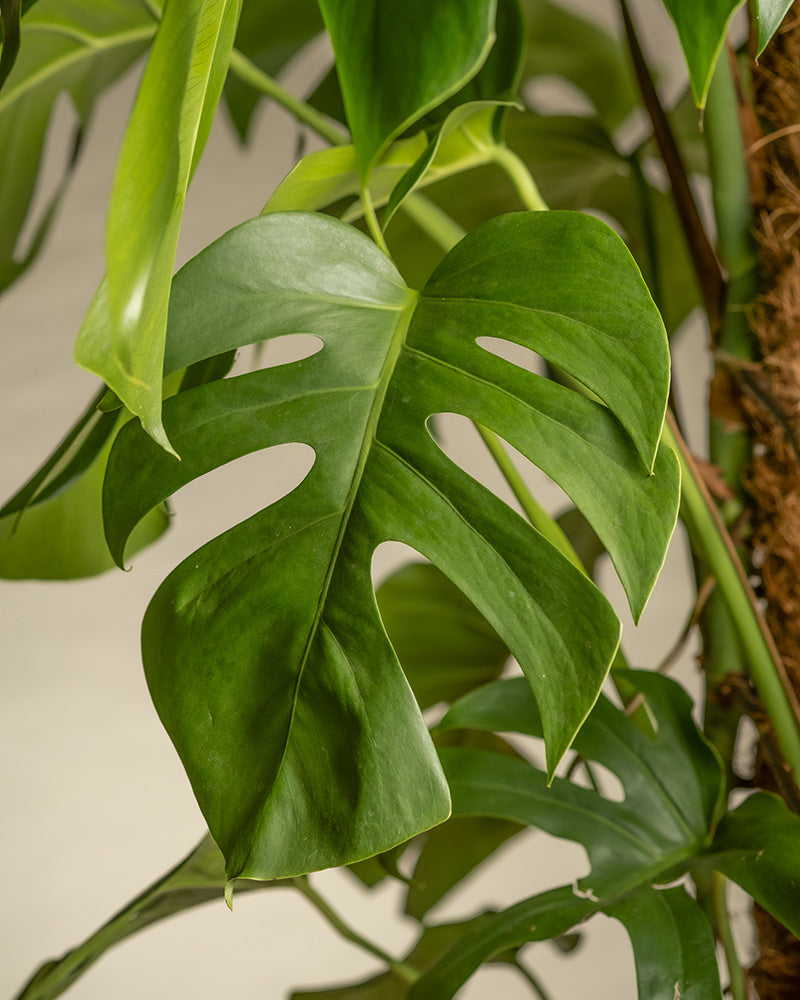 feey-variado-monstera-xl-fensterblatt-gro-ohne-bertopf image 8