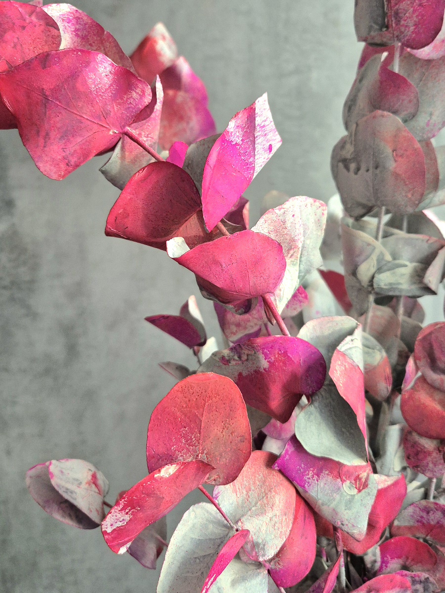 blumigo-eukalyptus-cinerea-painted-cerise-wei image 2
