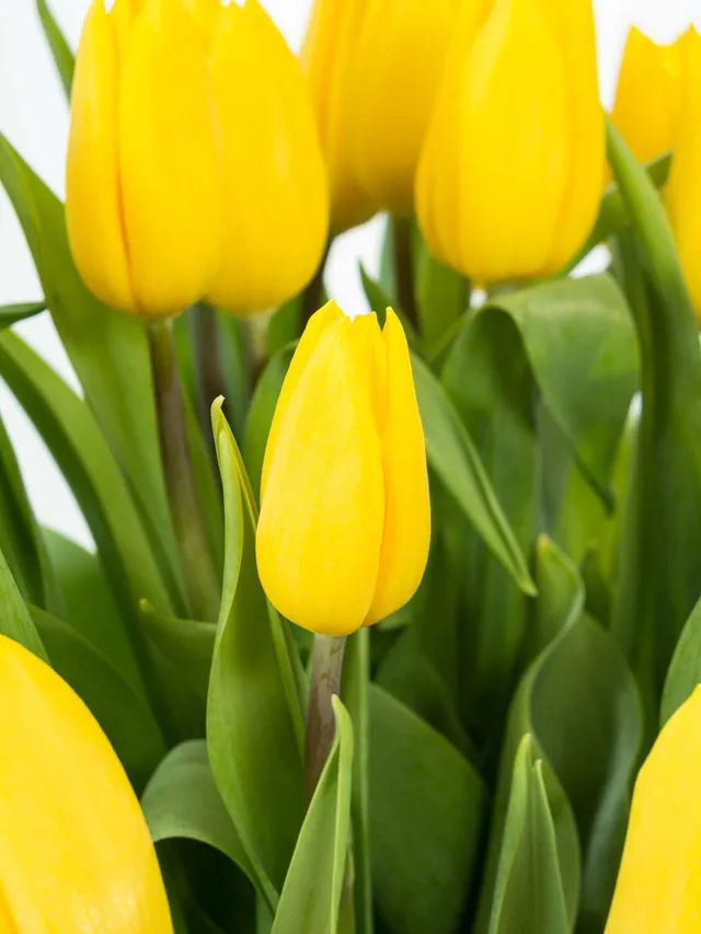 blumigo-tulpen-strong-gold-gelbe-schnittblumen-frisch image 1
