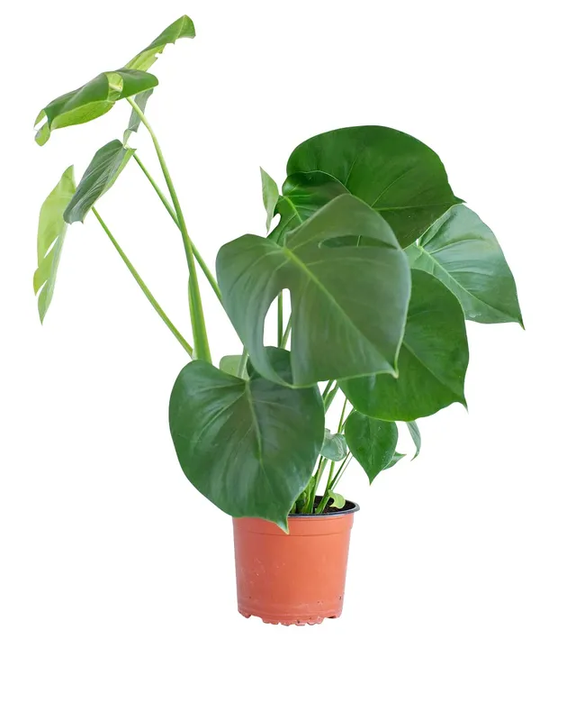 plnts-rareplnts-monstera-deliciosa-zimmerpflanze-65cm-17cm-topf image 1