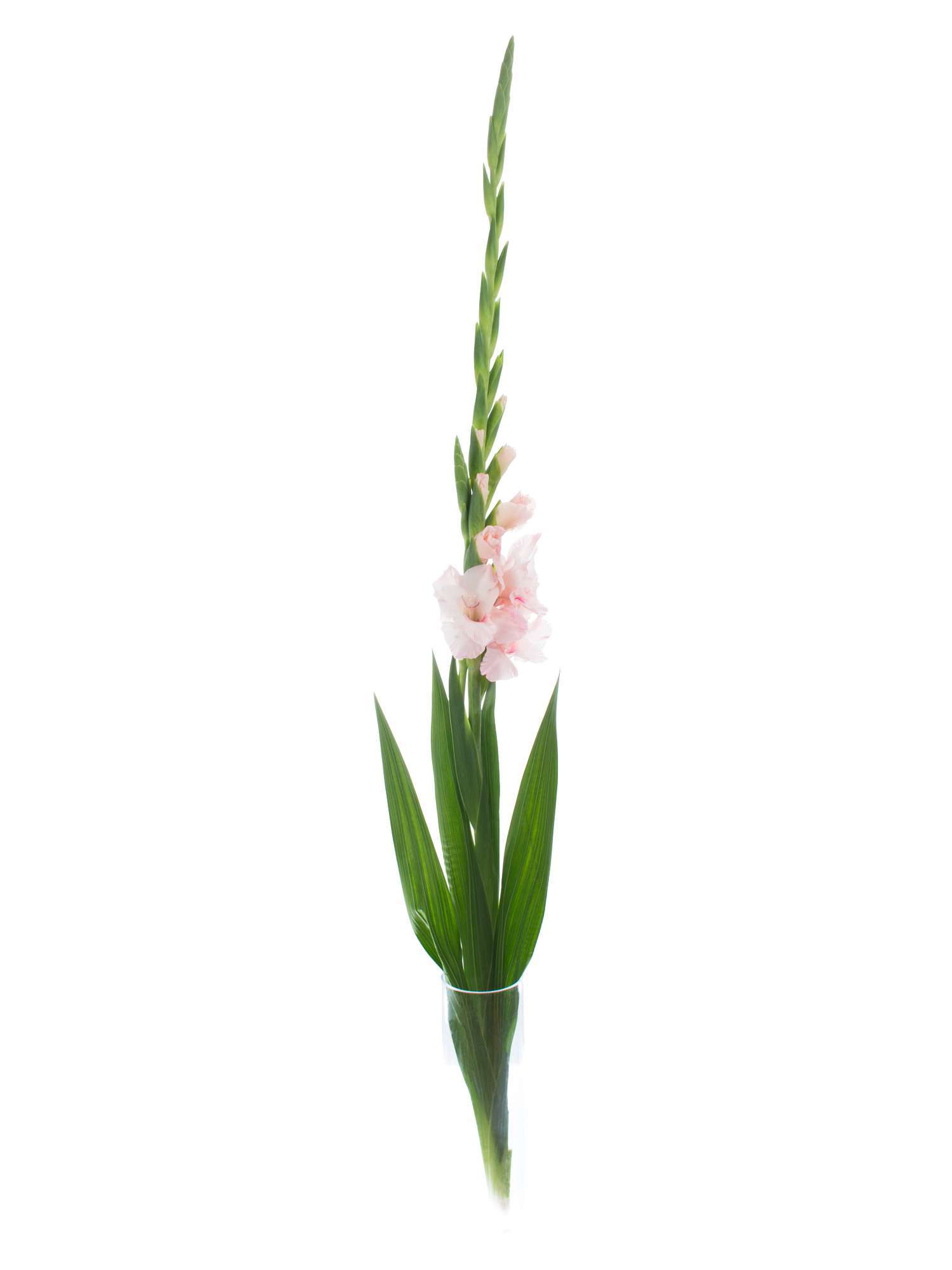 blumigo-gladiolen-adrenalin-rosa-schnittblumen image 3