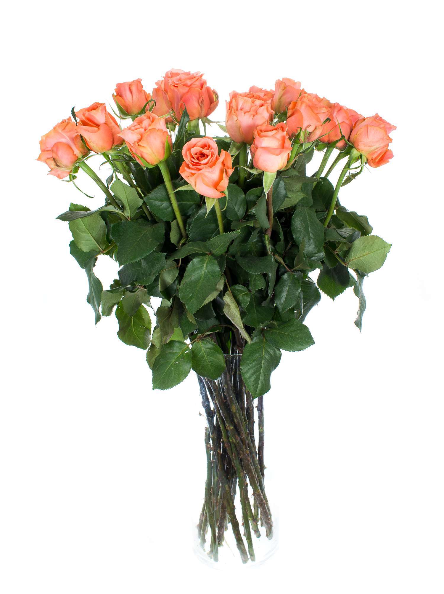 blumigo-rosen-romanza-schnittrosen-apricot-st-ck image 2