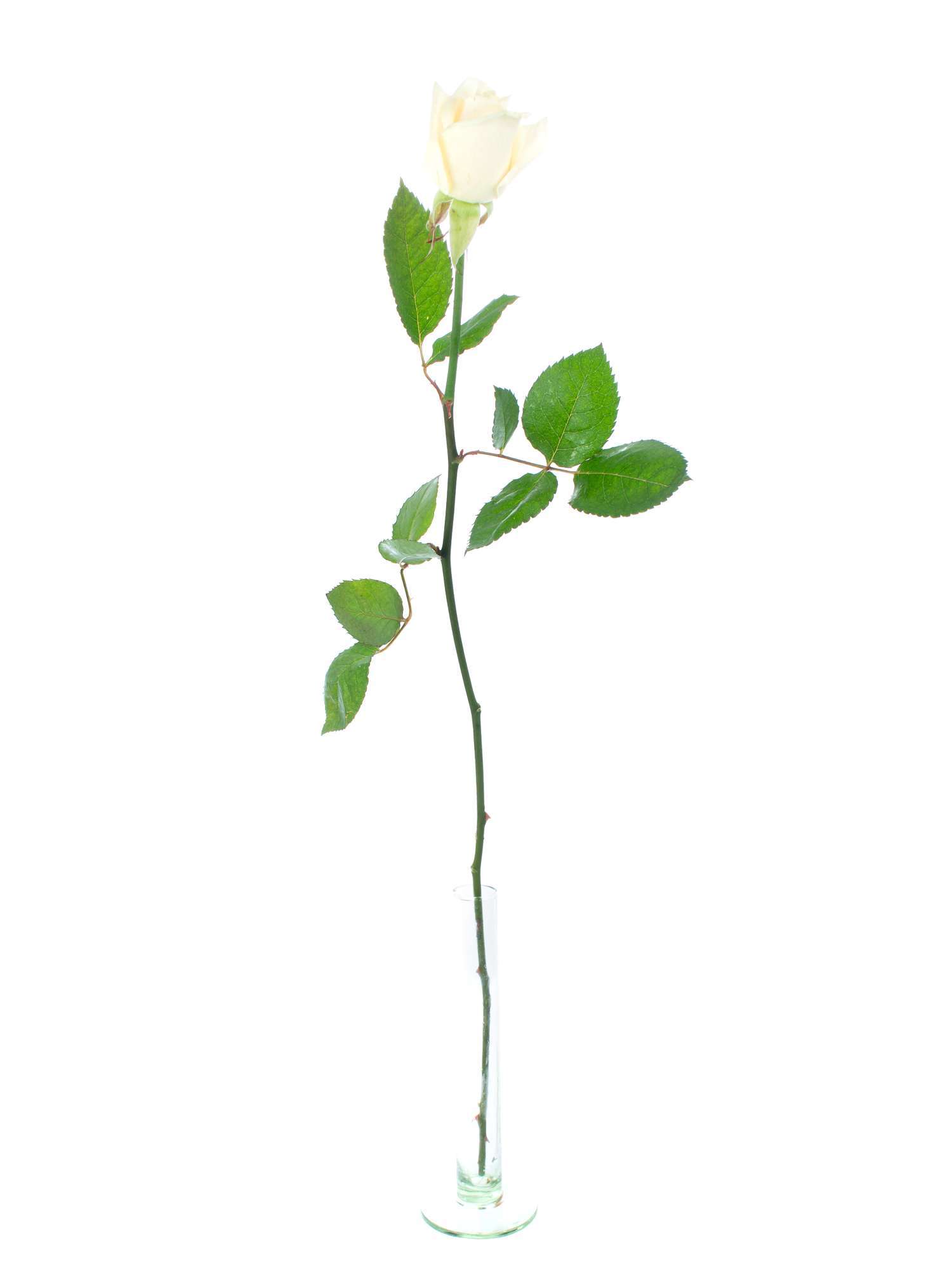 blumigo-rosen-vendela-creme-schnittrose-einzelstiel image 3